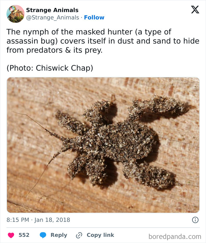 Nymph of masked hunter assassin bug camouflaged with dust and sand on wood surface