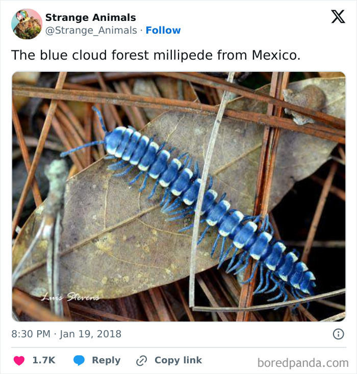 Blue cloud forest millipede from Mexico on dry leaves and pine needles