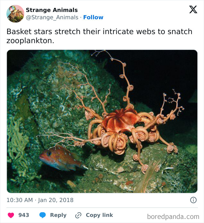 Basket star underwater stretching intricate web to catch zooplankton
