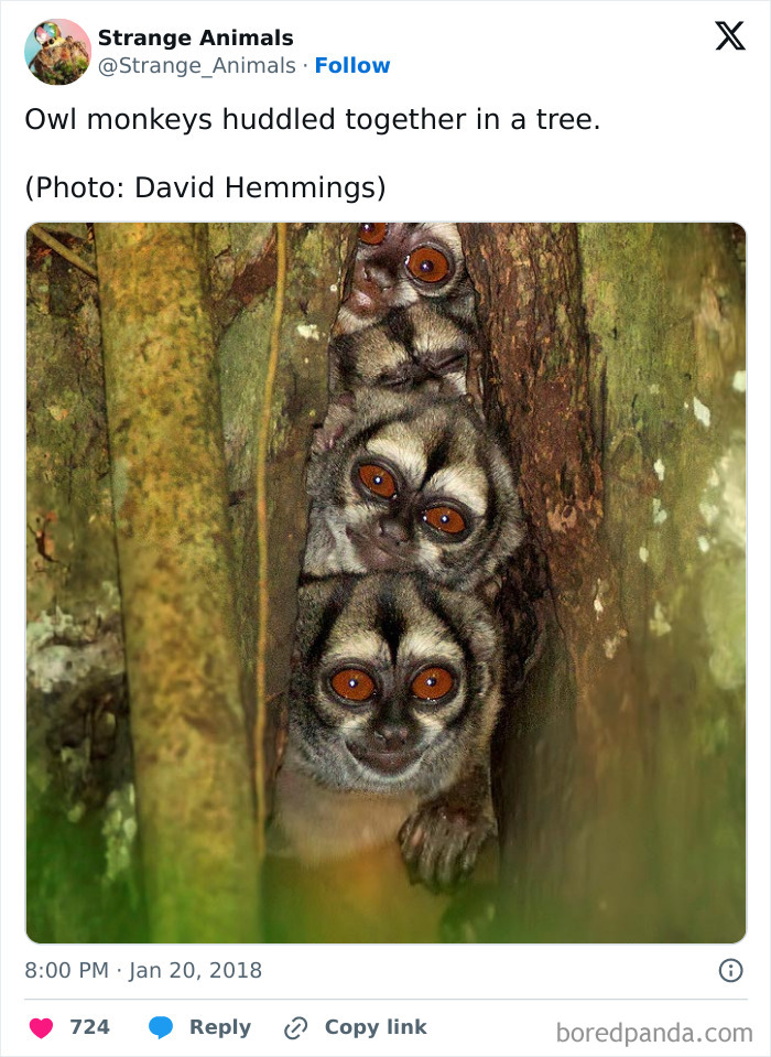 Owl monkeys huddled closely together in a tree at night