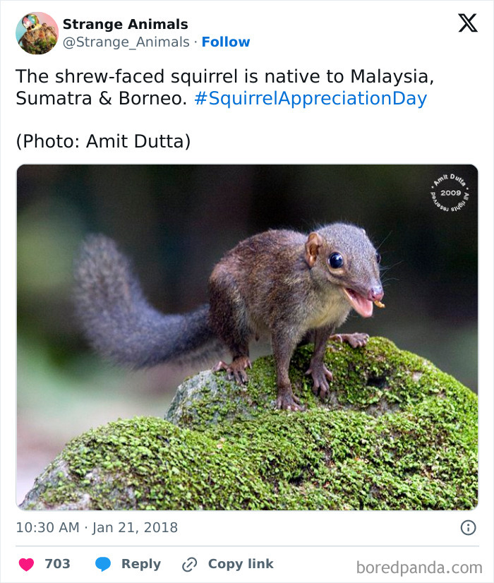 Shrew-faced squirrel native to Malaysia on mossy rock