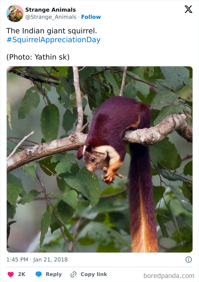 Indian giant squirrel hanging upside down on tree branch