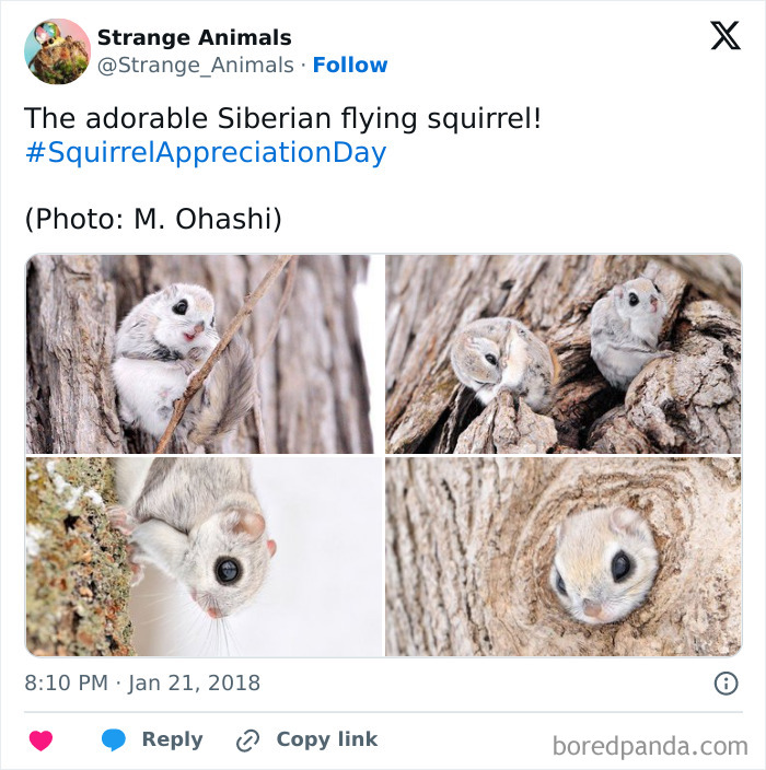 Collage of adorable Siberian flying squirrel on tree bark