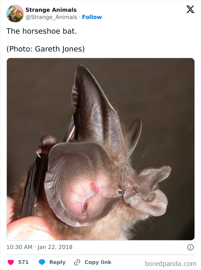 Close-up of a horseshoe bat showing its distinctive nose leaf and ears.