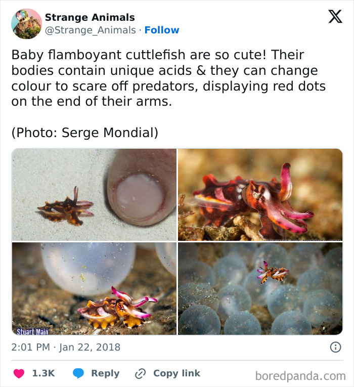Baby flamboyant cuttlefish with bright colors and red dots on its arms.