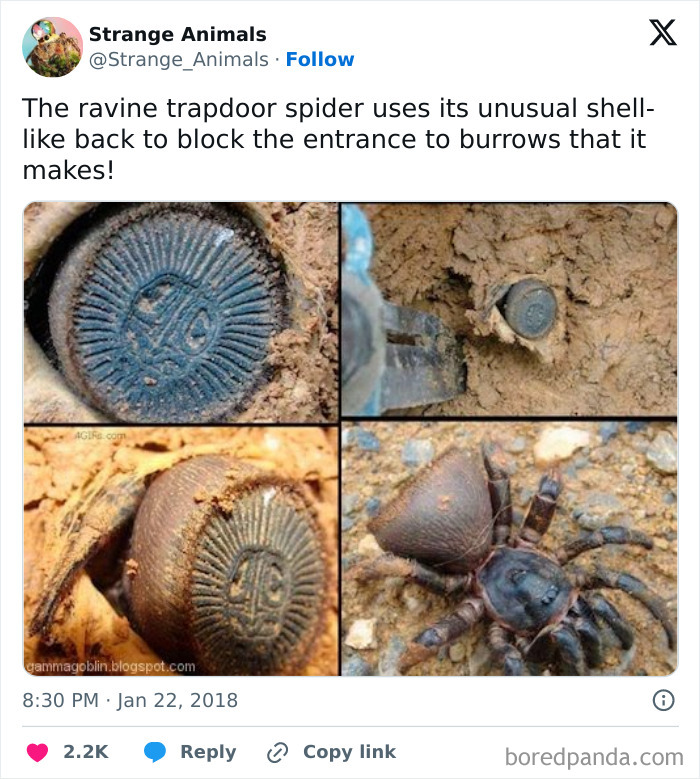 Ravine trapdoor spider with a shell-like back blocking burrow entrance.