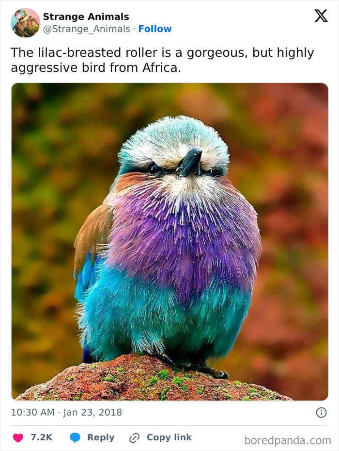 Colorful lilac-breasted roller bird perched with vibrant feathers.