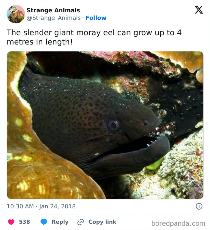 Slender giant moray eel peeking from coral reef with speckled skin.
