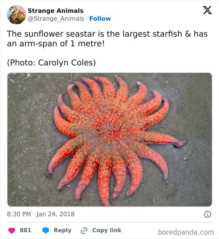 Sunflower seastar, the largest starfish with one meter arm-span on sandy ocean floor