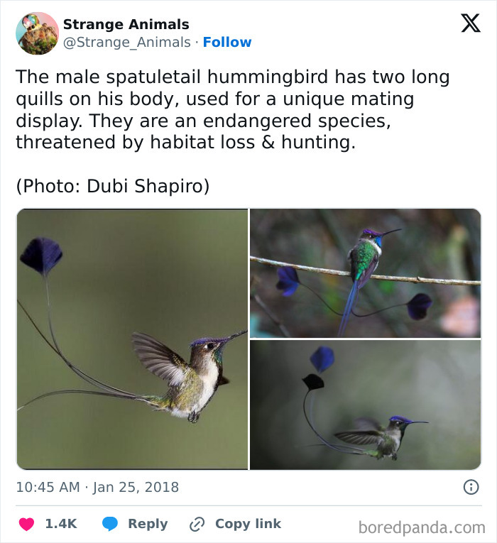 Male spatuletail hummingbird with long quills performing unique mating display