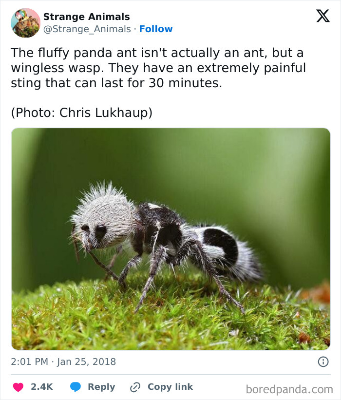 Fluffy panda ant, a wingless wasp with a painful sting