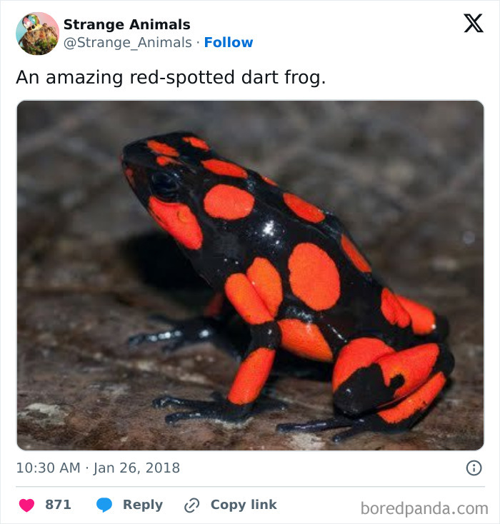 Red-spotted dart frog with bright red markings on black skin on wet surface