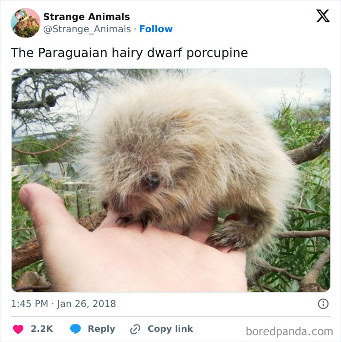 Paraguayan hairy dwarf porcupine perched on person's hand outdoors