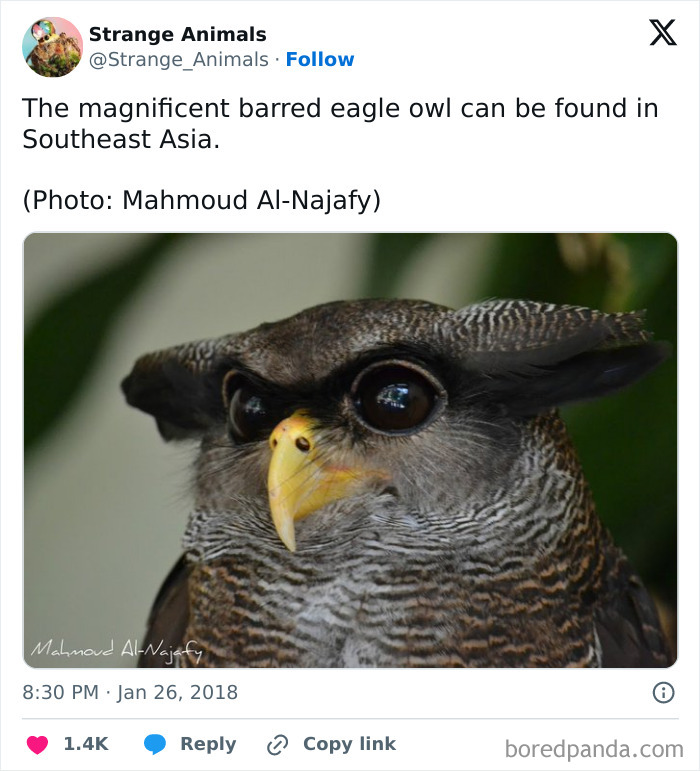 Barred eagle owl close-up with sharp gaze from Southeast Asia