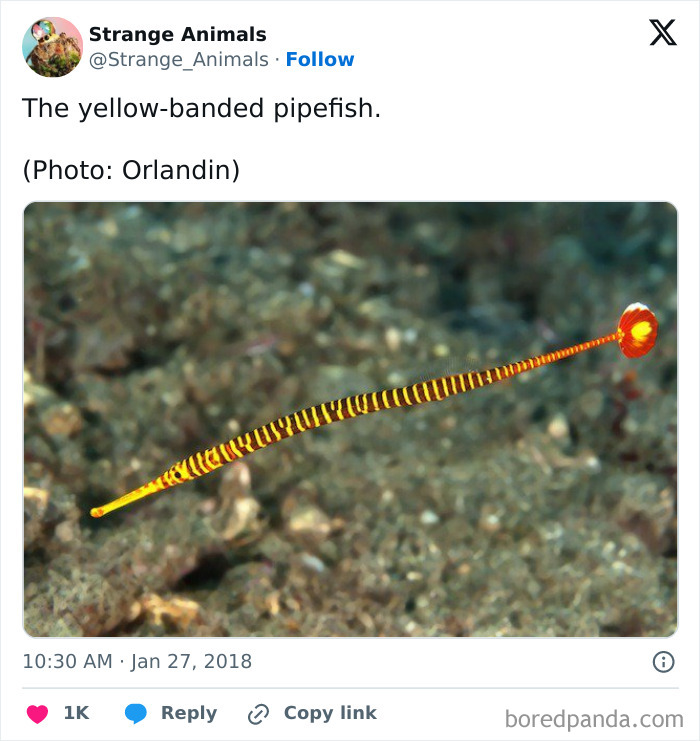 Yellow-banded pipefish with long slender body and striped pattern