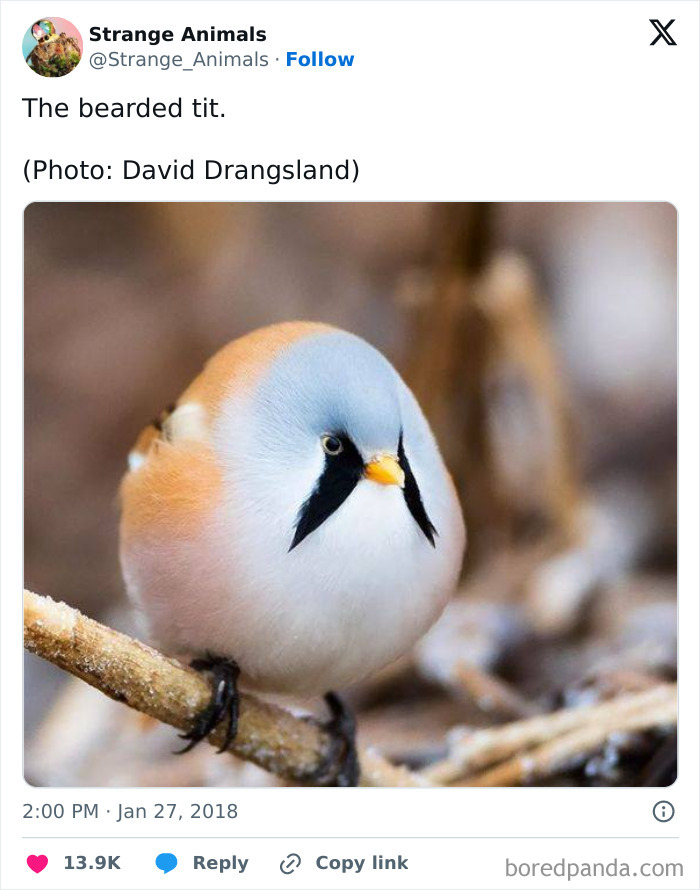 The bearded tit bird perched on a branch showing distinctive facial feathers