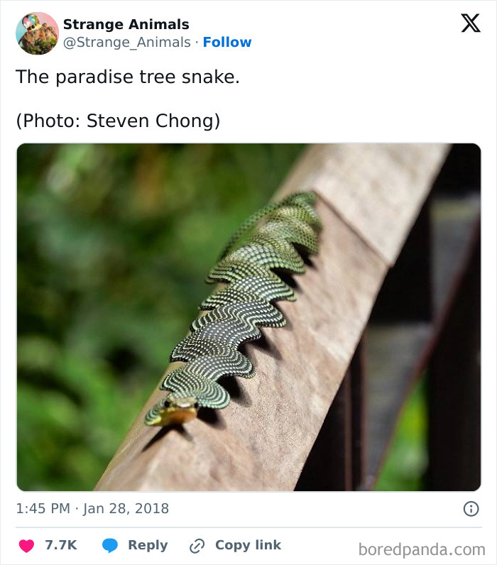 Paradise tree snake with wavy scales on a branch