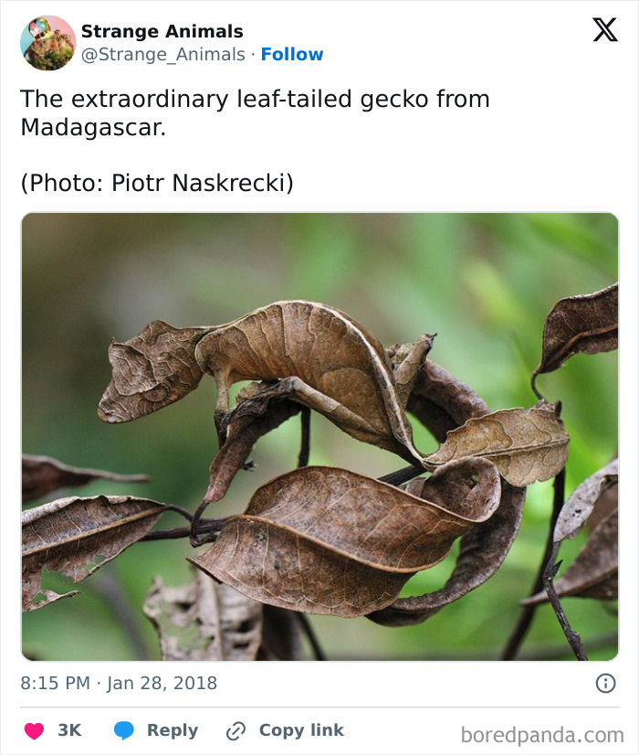 Leaf-tailed gecko camouflaged perfectly with dry leaves in Madagascar