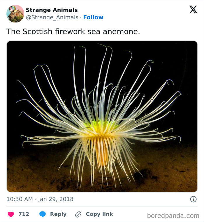 Scottish firework sea anemone with long translucent tentacles underwater