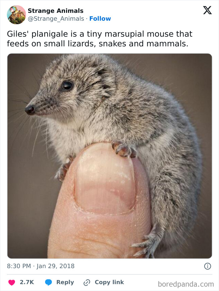 Tiny Giles planigale marsupial mouse perched on a human thumb