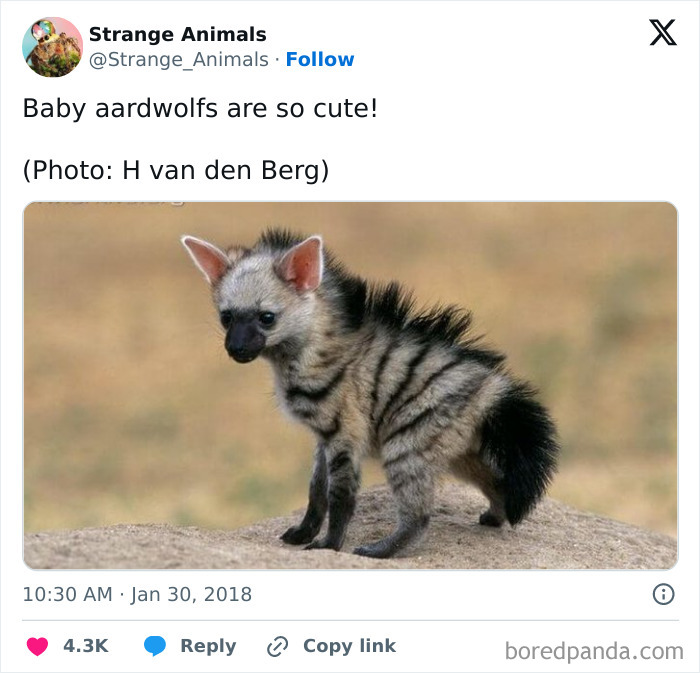 Cute baby aardwolf standing on a rock with striped fur