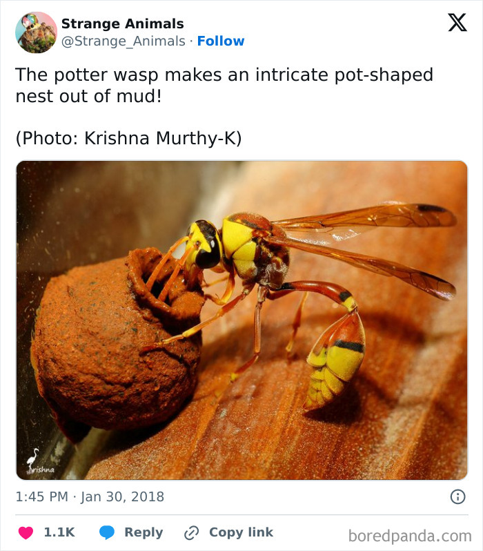 Potter wasp building an intricate pot-shaped nest from mud close-up