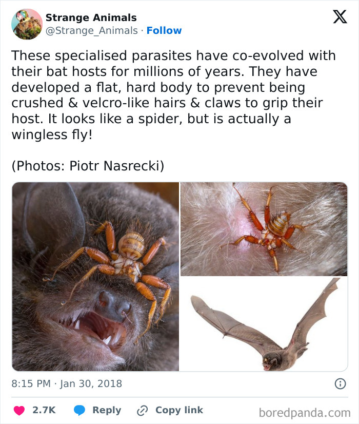 Specialized parasite with flat body gripping a bat, resembling a spider
