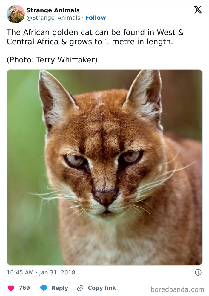 Close-up portrait of African golden cat with focused eyes
