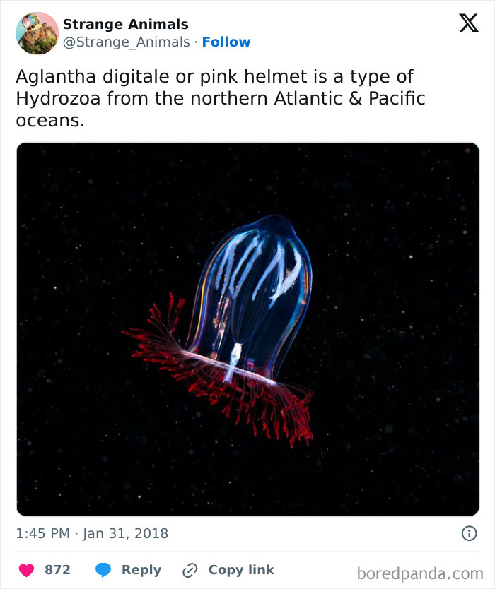 Aglantha digitale hydrozoan with red tentacles floating in dark ocean water