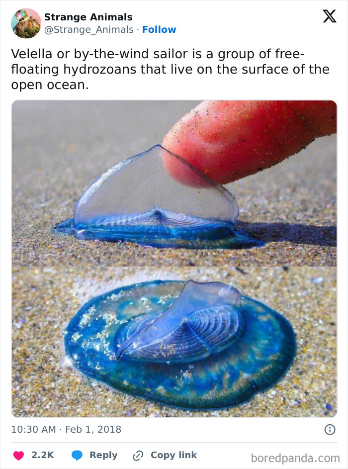 Close-up of Velella free-floating hydrozoan on sandy surface by a finger