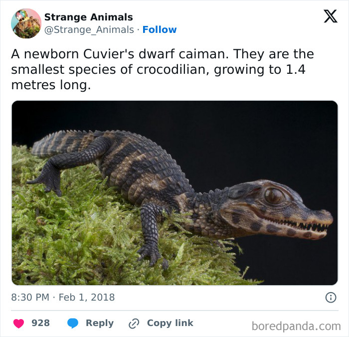 Newborn Cuvier's dwarf caiman resting on moss showcasing its textured skin