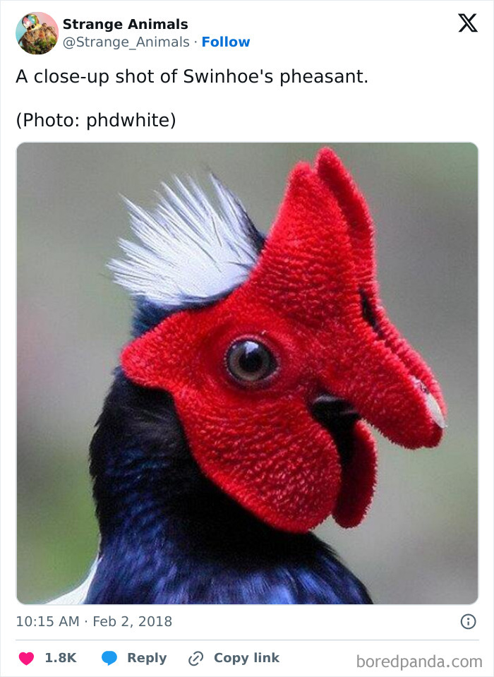 Close-up of Swinhoe's pheasant with bright red facial feathers and white plumes