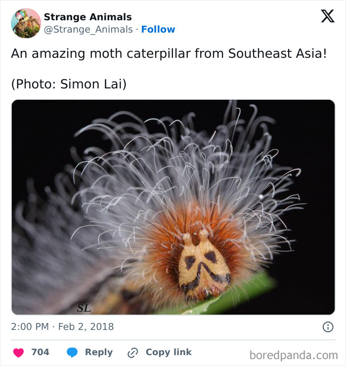 Southeast Asia moth caterpillar with distinctive tufted hair and patterned face