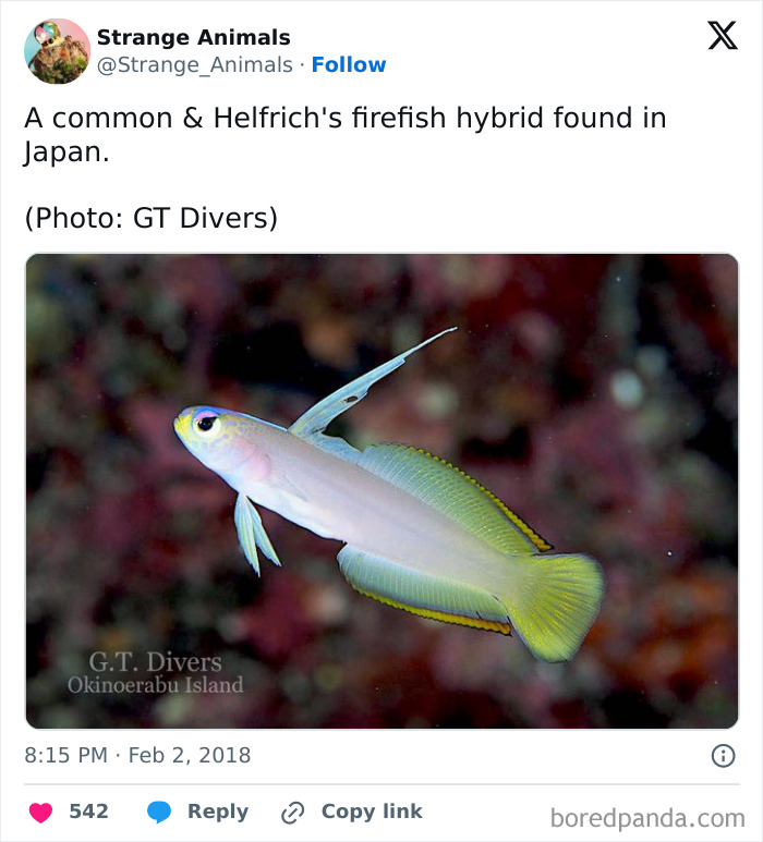 Common and Helfrich's firefish hybrid swimming near coral in Japan