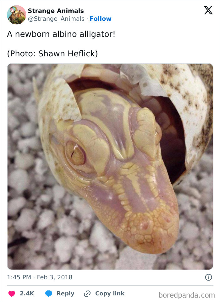Newborn albino alligator hatching from egg showing pale skin details