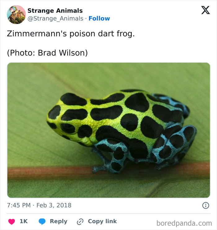 Zimmermann's poison dart frog showing vibrant green and black markings on leaf