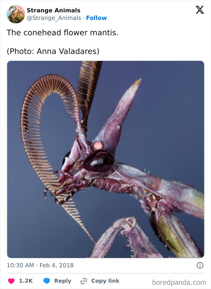 Close-up of conehead flower mantis with detailed antennae and purple body