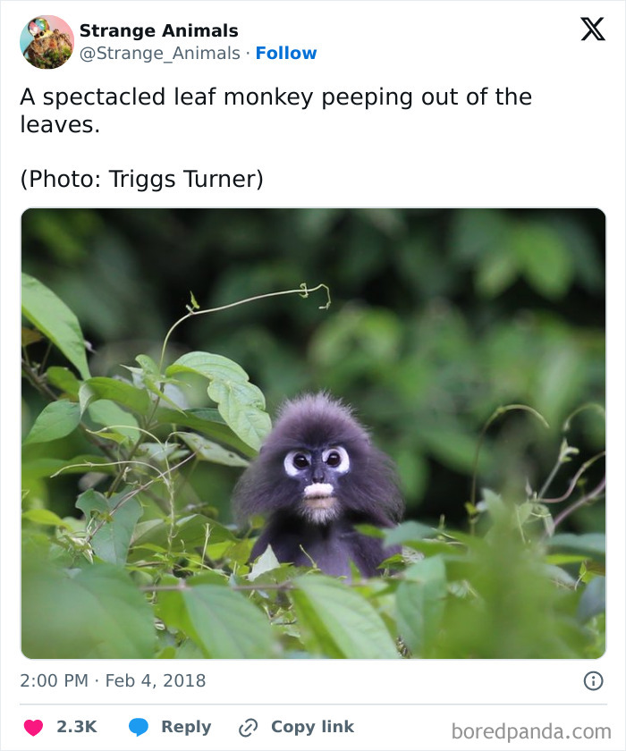 Spectacled leaf monkey peeping out from green foliage in the forest