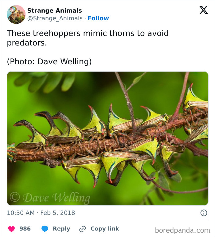 Treehoppers mimic thorns on branch to avoid predators in green background