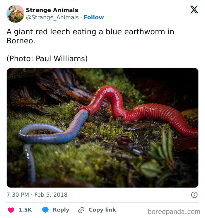 Giant red leech eating a blue earthworm in forest floor environment