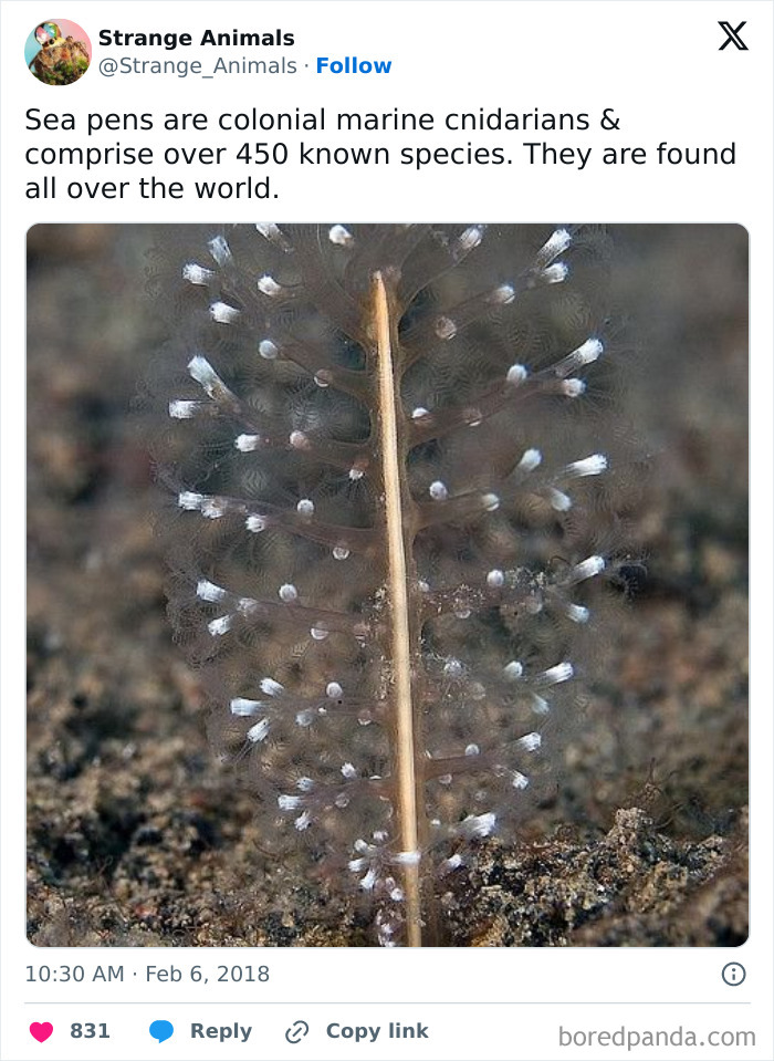Sea pen marine cnidarian with delicate branches and white tips on seabed