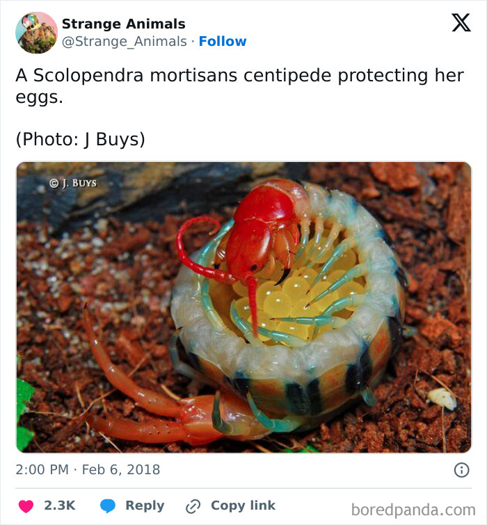 Scolopendra mortisans centipede curled around its eggs