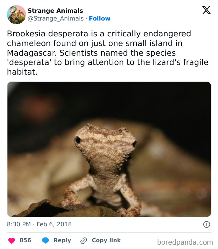 Critically endangered Brookesia desperata chameleon from Madagascar with textured skin