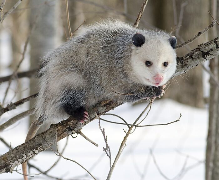A cool and unique opossum perched on a snowy tree branch. Discover fascinating animals from around the world.