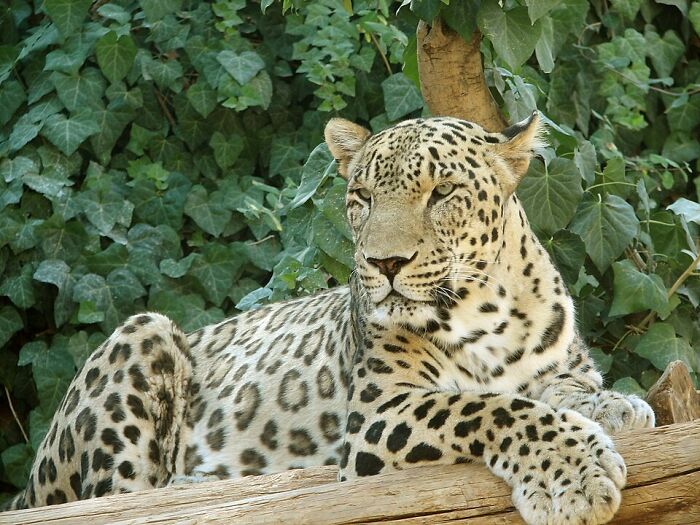 A stunning leopard, a cool and unique animal, resting on a log with green ivy in the background.