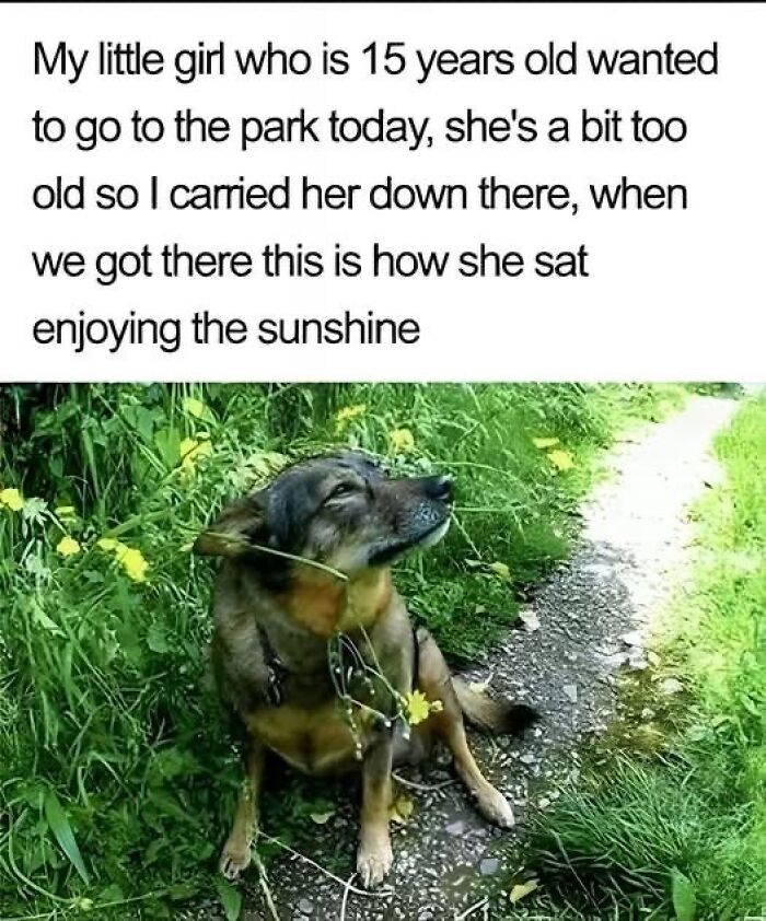 Wholesome-Memes-Memeuplift