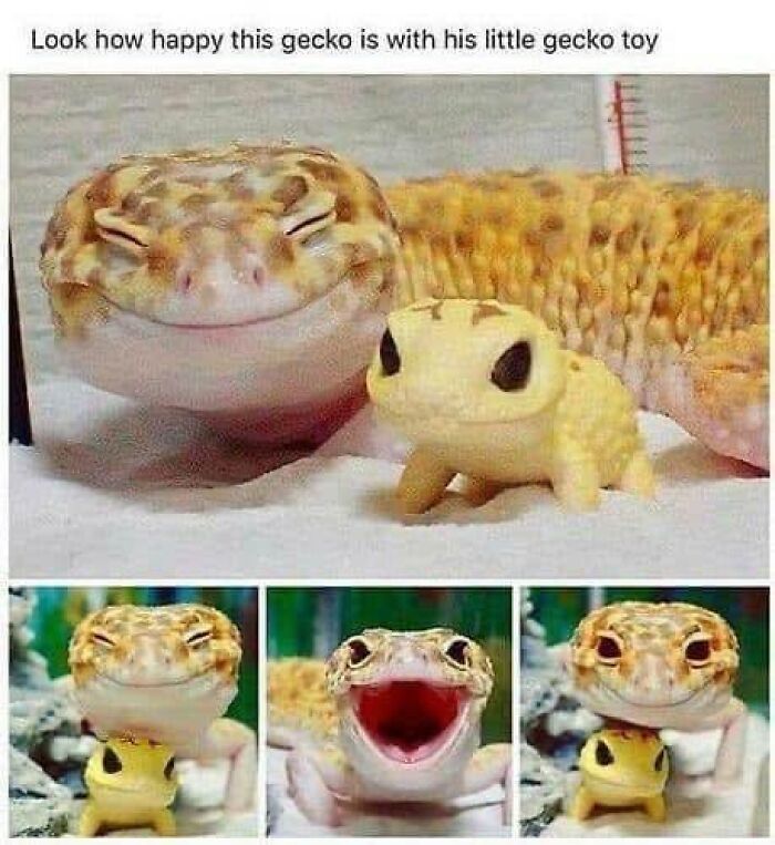 A wholesome meme of a happy gecko with its toy, offering a serotonin boost. The gecko smiles, laughs, and holds the toy.