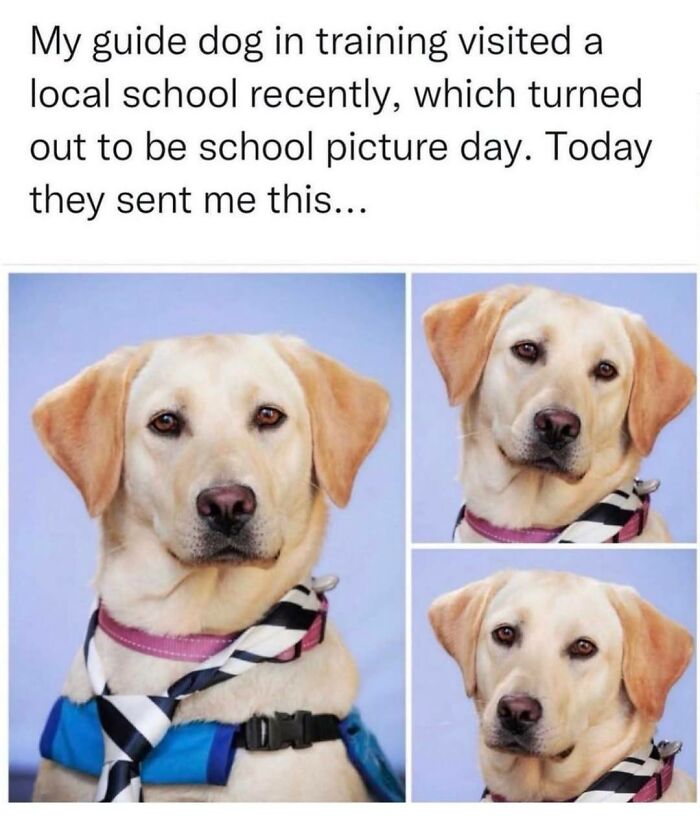 Wholesome-Memes-Memeuplift