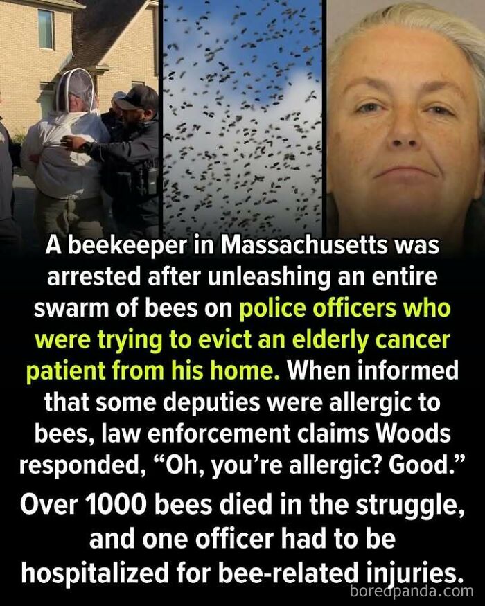Story of Massachusetts beekeeper arrested for attacking police with bees during eviction
