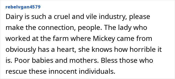 Comment about cruelty of dairy industry and animal rescue